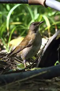 白眉鸫雌第一次拍到