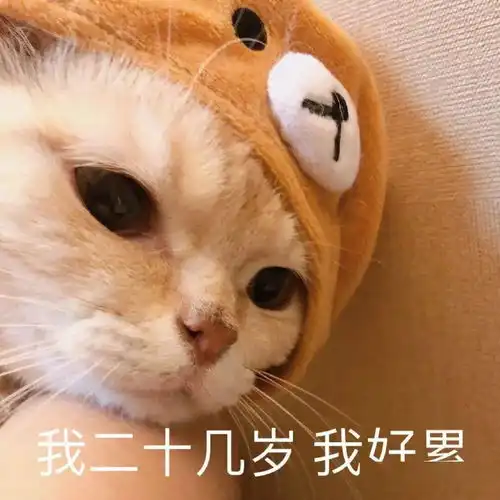 橘猫沙梨表情包