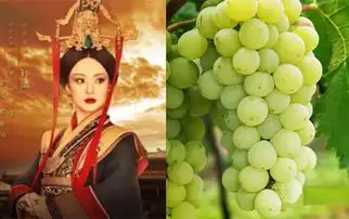 葡萄界中的芈月,最美的霞多丽
