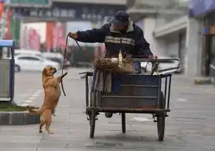 现实版忠犬八公,狗狗每天帮主人捡垃圾,三年从未间断