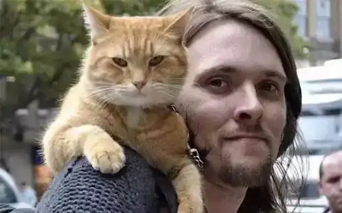 一只流浪猫和流浪汉的温暖故事