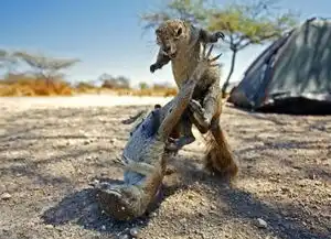 爱恨情仇图说因吃醋引发的动物界血案
