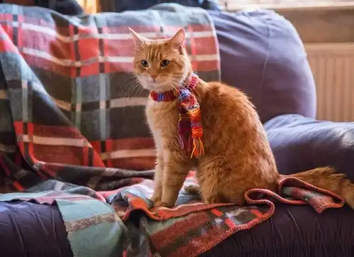 猫中影帝鲍勃会给大家带来什么礼物