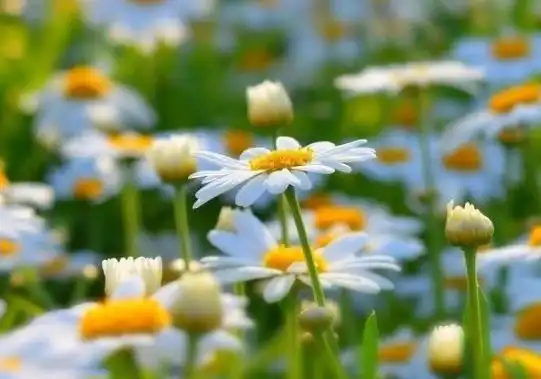 未来十五天,爱情运势不断攀升,四属相相恋如意,喜结良缘
