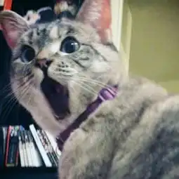 这16只喵在猫奴界大名鼎鼎