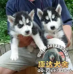 广州哪个地方有狗场广州哪里有出售纯种哈士奇
