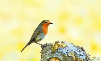 英国国鸟空降天坛引上百摄影爱好者争拍