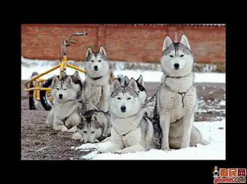 萨摩耶犬的英文介绍
