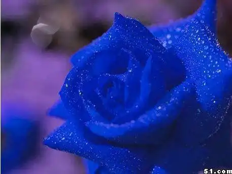 蓝色妖姬的图片,谁有啊
