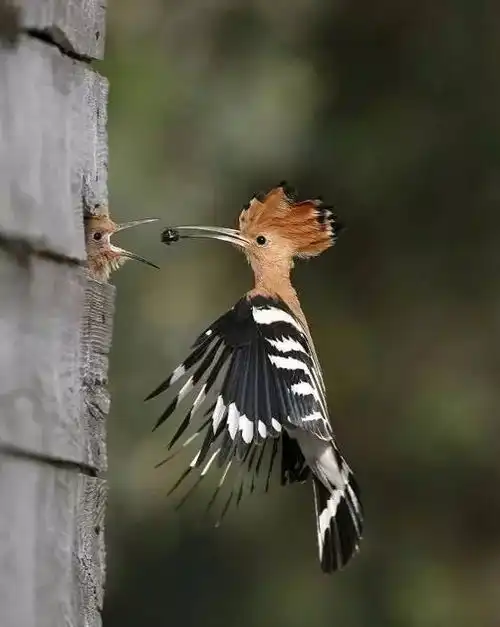 太厉害了怎么抓拍到如此精彩的瞬间