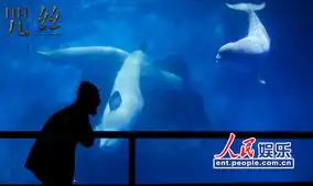 水族馆上演惊悚片咒丝发水下剧照
