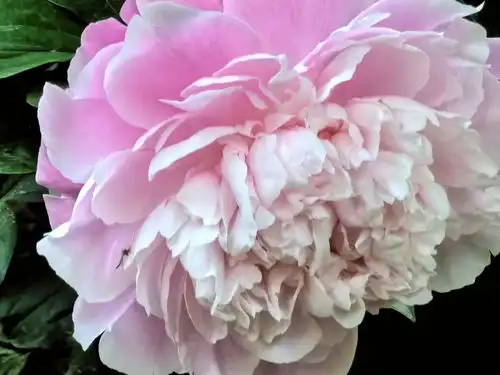 北海花鉴六丨芍药,窈窕留馀春