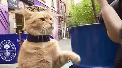 治愈了全世界的流浪猫鲍勃,最后惨死在了车轮下...