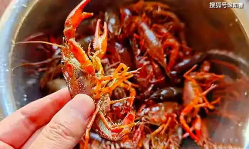 买小龙虾,选青色还是红色,原来差别这么大,以后别再买错了
