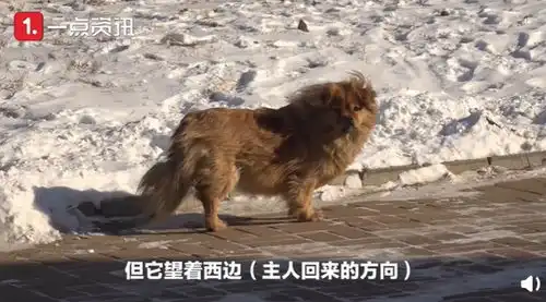大黄等了老沈5年现实版忠犬八公看哭无数人