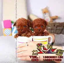 标题广州纯种金毛哪里有卖广州哪间狗场有信誉贵宾犬价钱贵宾犬图片