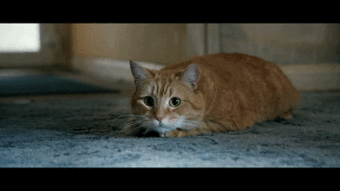 看了流浪猫鲍勃,我感觉自己养了一只假猫