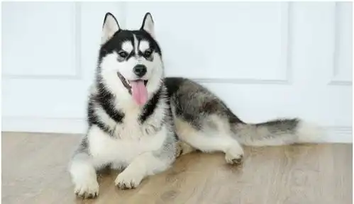 主人担心二哈淋雨,给它穿上自制雨衣,网友看着有点眼熟啊