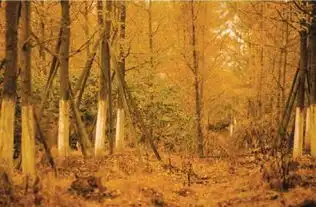 满城尽带黄金甲要追银杏就这周