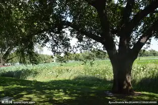 颐和园风景图片
