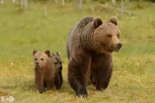 人类打太极不为奇动物界的熊打太极你说神奇不神奇
