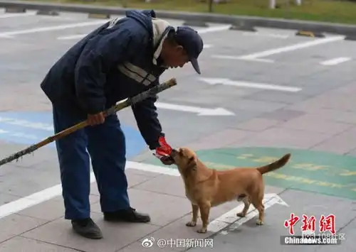 现实版忠犬八公,小狗每天帮清扫工主人捡垃圾一直陪着主人