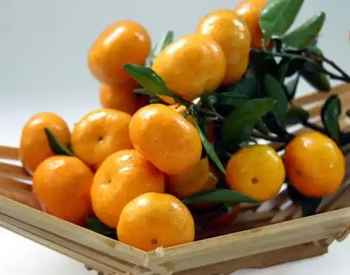 桔子红了不,是橘子红了