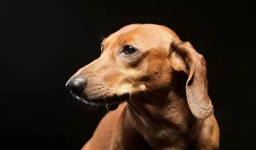 科学研究表明,狗狗也会对主人放电,你家狗有对你放过电吗