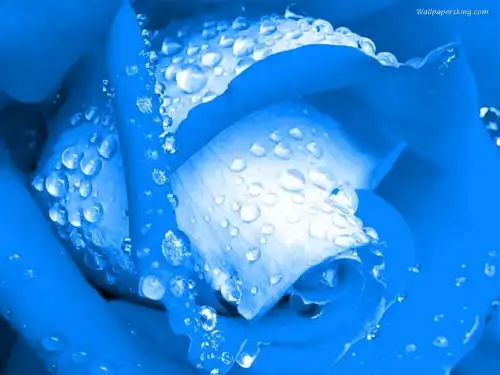 蓝色妖姬的花语是什么
