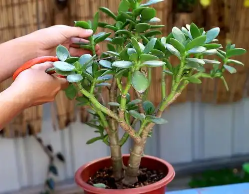 园艺新人养花,室内搁2盆玉树,漂亮又上档次,寿命长达几十年
