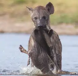 非洲鬣狗沼泽中啃食腐烂象腿

