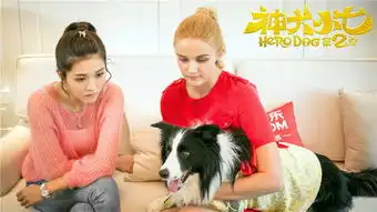 一条狗的蜜汁吸引最爱神犬2竟然都是95后
