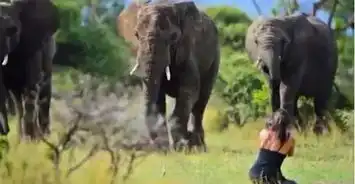 美女与野兽剧照非洲