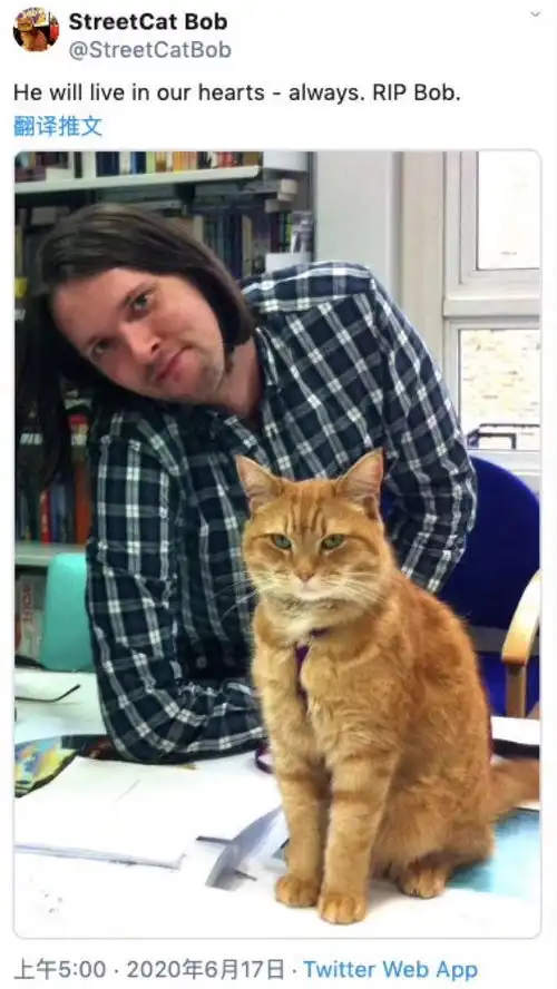 流浪猫鲍勃中的猫本尊去世,导演说它是天生的演员