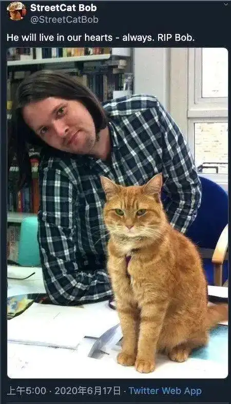 初代网红流浪猫鲍勃的主人现状复吸毒,离婚,重新流落街头...