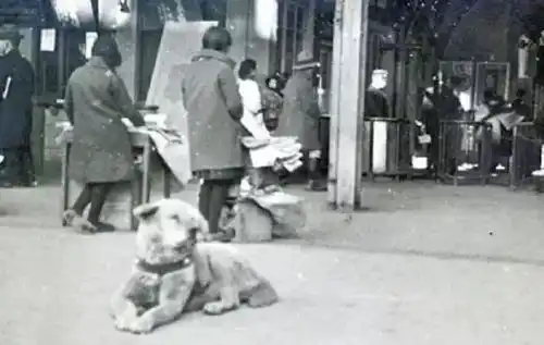 我们的中华田园犬,现实版的忠犬八公