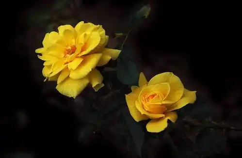 5月水瓶座运势避免口舌之争,若能主动退一步,会更接近成功