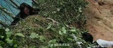 猎毒人结局江伊楠平安回国,吕博士死里逃生,吕云鹏荣升警察
