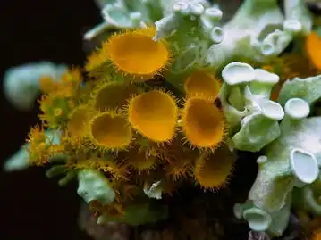 摄影师镜头下的奇异菌类色彩斑斓形状怪异
