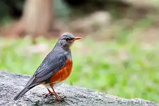 今天和秀兄上山抓鸫去,第一灰背鸫