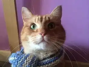 人猫情未了千呼万唤始出来,高分萌宠鲍勃猫登陆中国