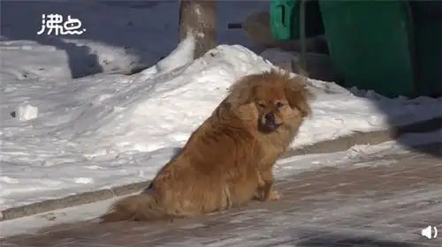 主人去世辽宁版忠犬八公原地守候5年