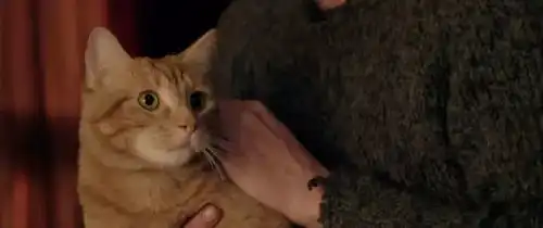 11月2号流浪猫鲍勃治愈系电影