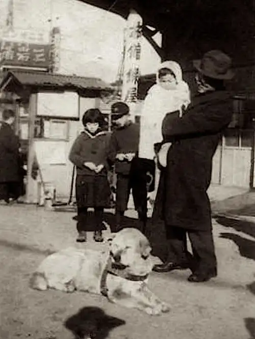 真实的影像记录,憨厚守信忠犬八公,涩谷车站前的最后岁月
