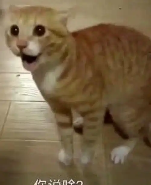 德国队输球后,这只猫迅速走红,惊讶表情让人想给它所有小鱼干
