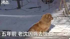 现实版忠犬八公