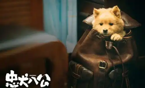 冯小刚这次行了,忠犬八公或许有不错的成绩,这次他压力不小
