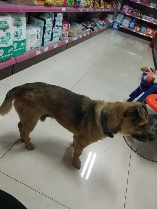 武汉忠犬八公主人因新冠肺炎去世,它痴守医院3个月当时跟着救护车一路跑来的