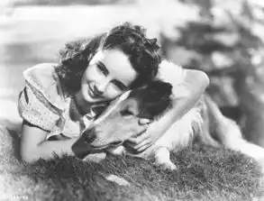 11部关于狗狗的电影,11个催泪的瞬间